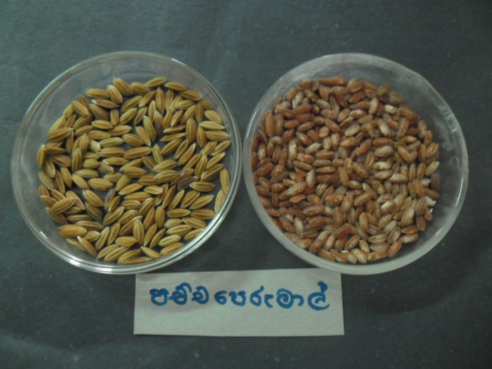 Traditional Rice Varieties Of Sri Lanka Ceylon Digest